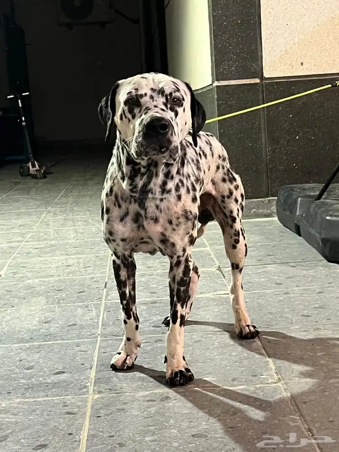 كلب دلميشن ذكر منتج 3