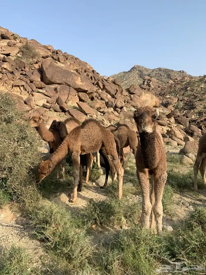 بعير حمر الدهم عكش مشروط 7