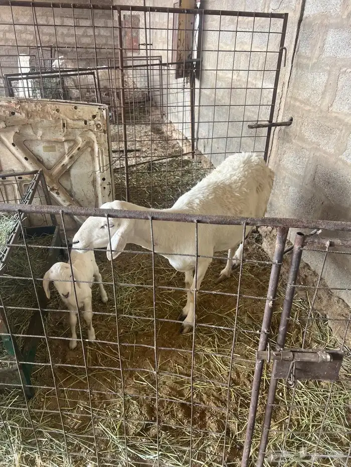 غنم حبص مراح كامل العدد من 58 الى60 10