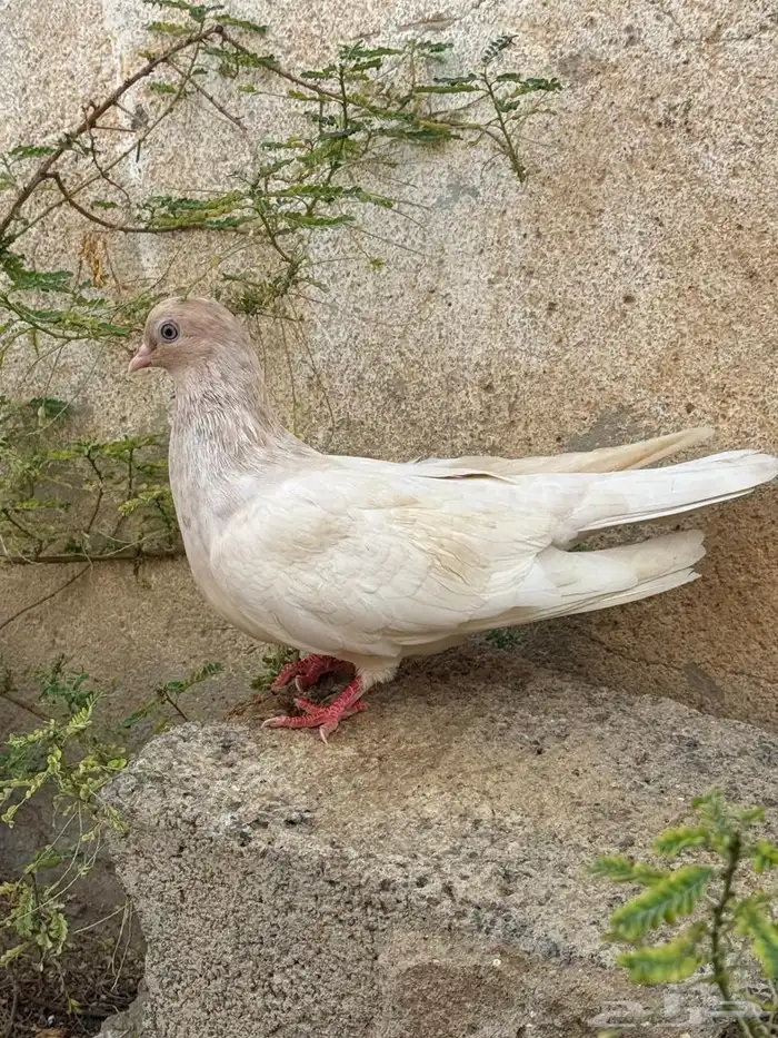 حمام قطايف 12