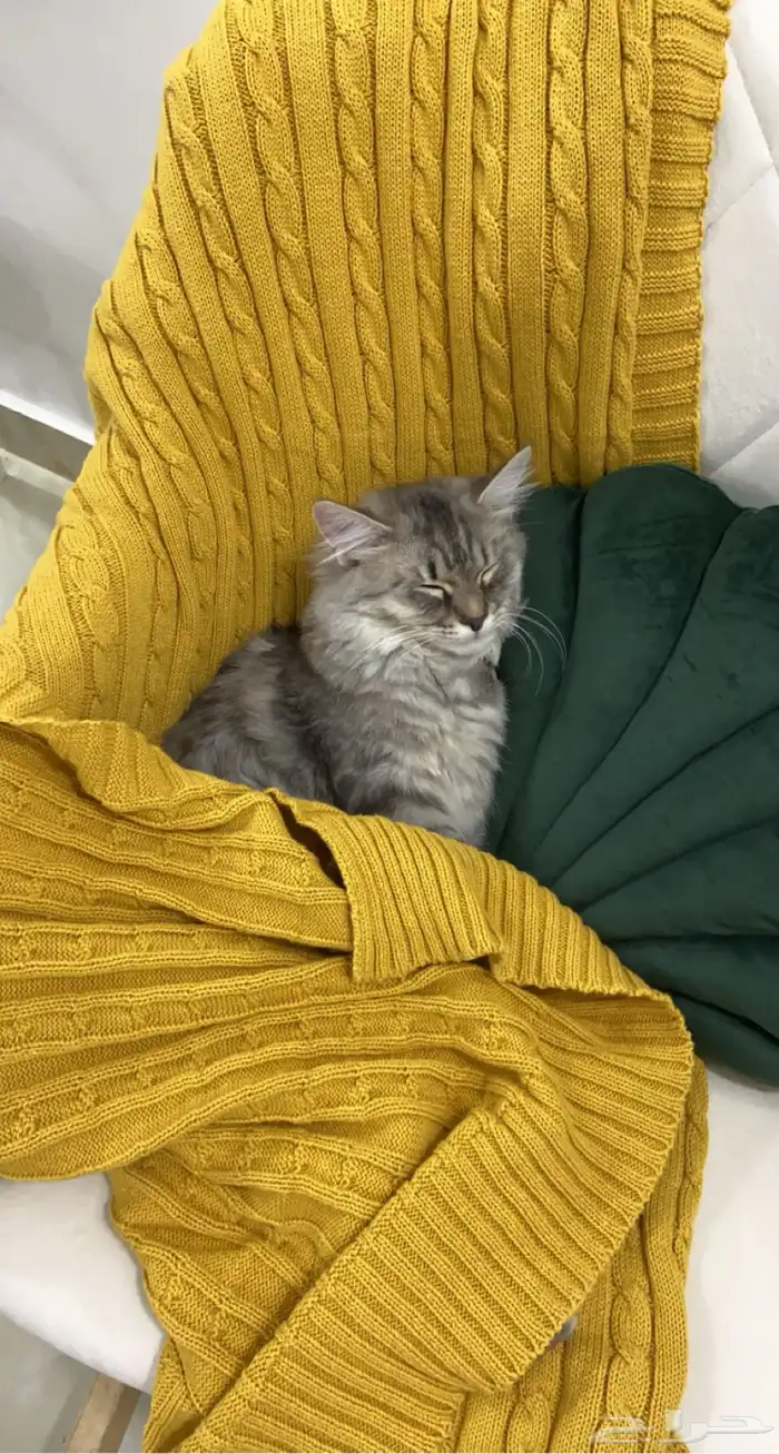 قطة للتبني المؤقت 0