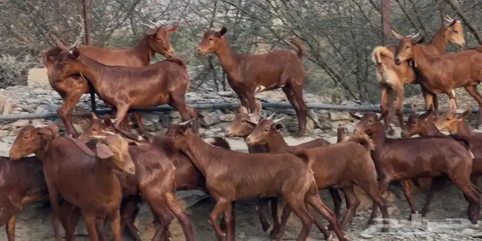 معزا دهم صنف ماشاء الله تم البيييع 4