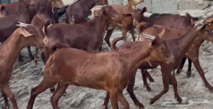 معزا دهم صنف ماشاء الله تم البيييع 8