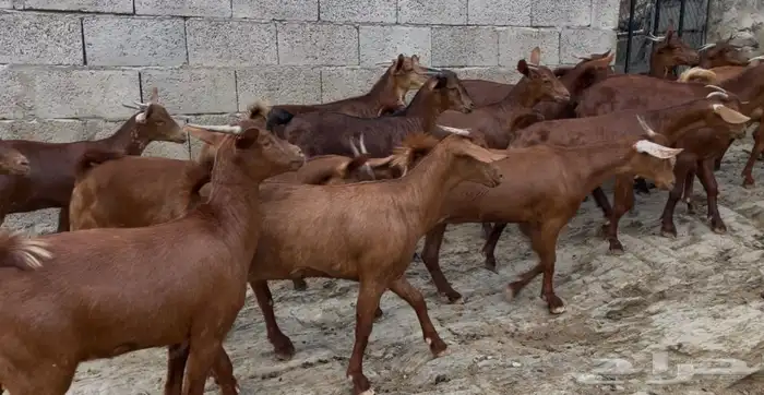 معزا دهم صنف ماشاء الله تم البيييع 0