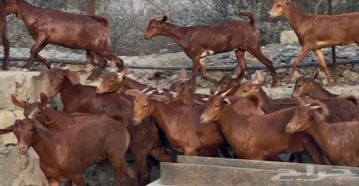 معزا دهم صنف ماشاء الله تم البيييع 2