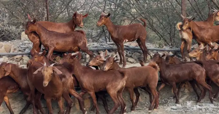 معزا دهم صنف ماشاء الله تم البيييع 3