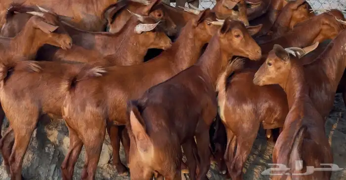 معزا دهم صنف ماشاء الله تم البيييع 10