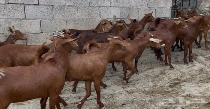 معزا دهم صنف ماشاء الله تم البيييع 1