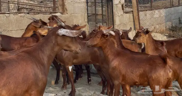 معزا دهم صنف ماشاء الله تم البيييع 12