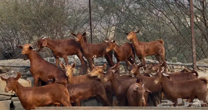 معزا دهم صنف ماشاء الله تم البيييع 7