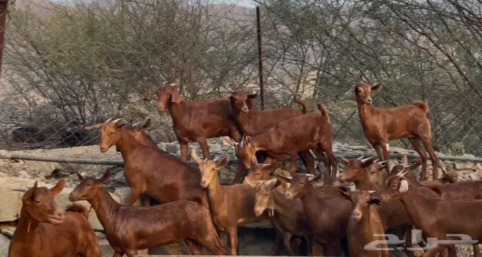 معزا دهم صنف ماشاء الله تم البيييع 5