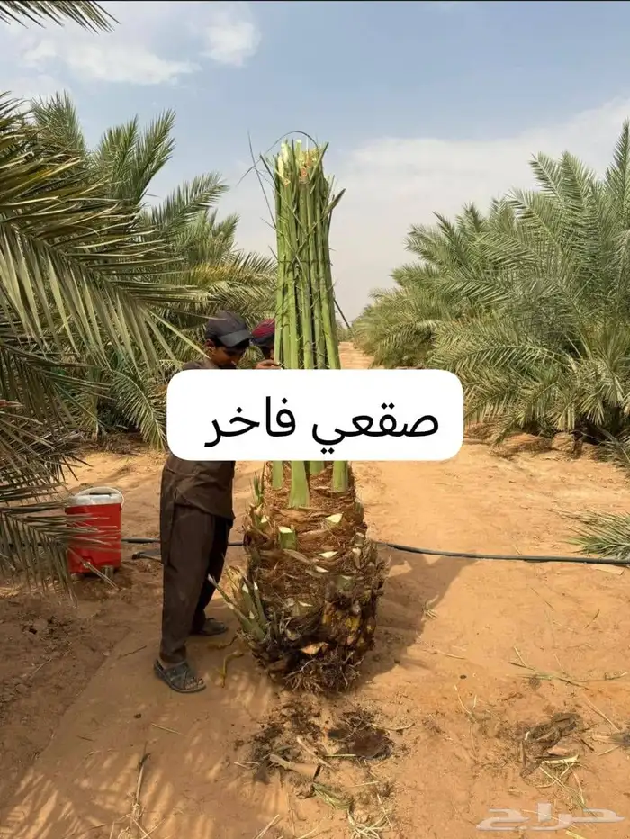 يتوفر لديناء جميع انوع انخيل المثمرة وزينه 9