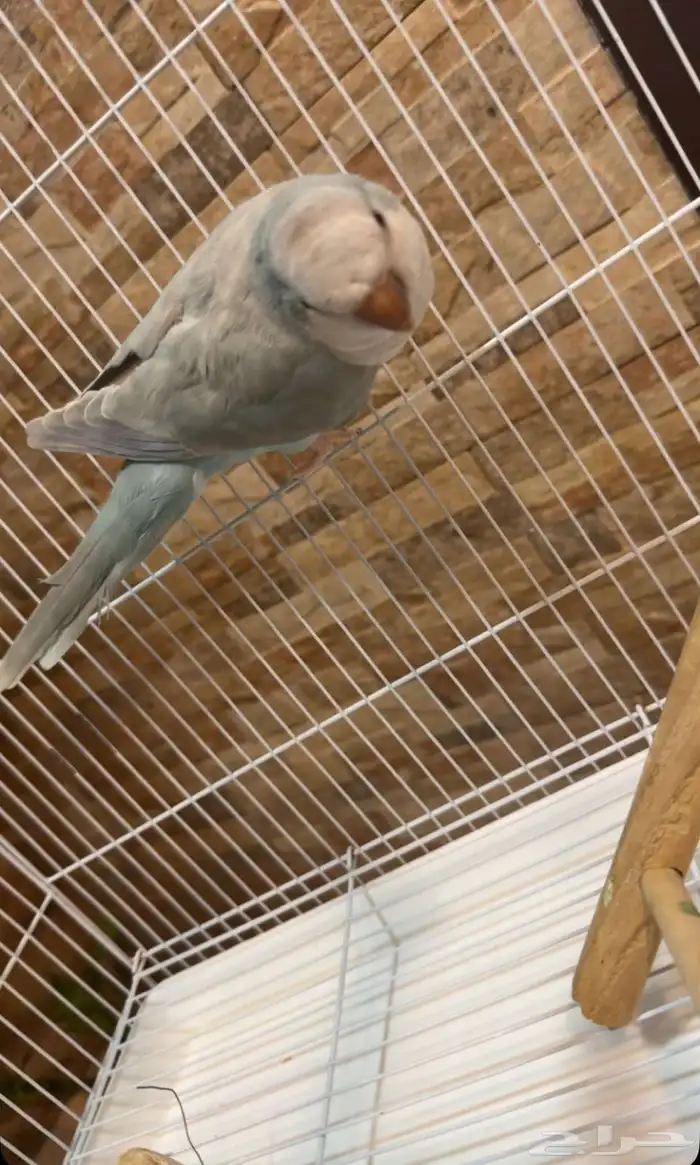 للبيع طير كو يكر الموقع الخبر الدمام مع مستلزماته كامله 2