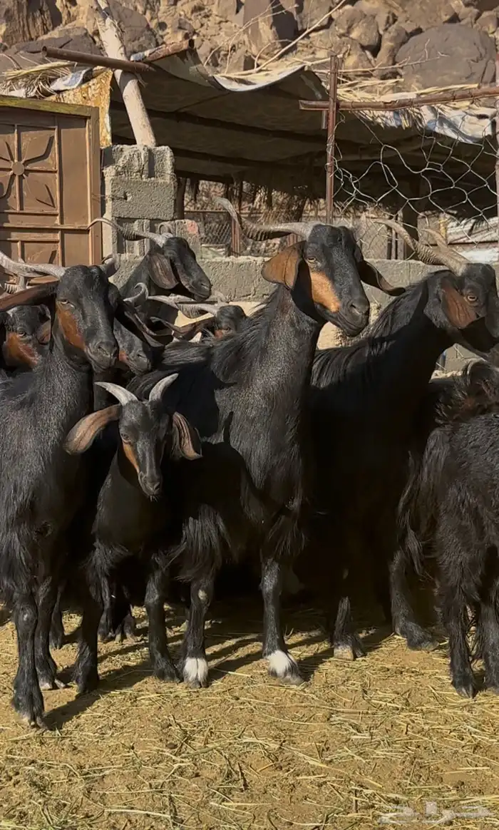 ماعز دغس فواخر 0