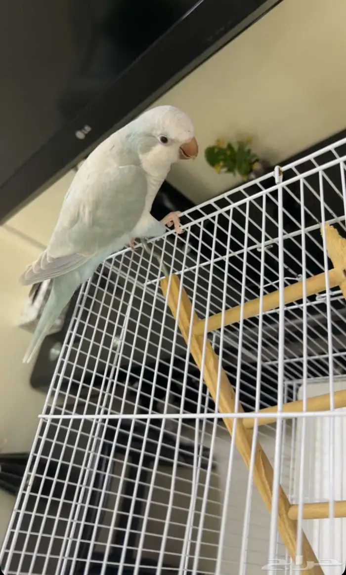 للبيع طير كو يكر الموقع الخبر الدمام مع مستلزماته كامله 4