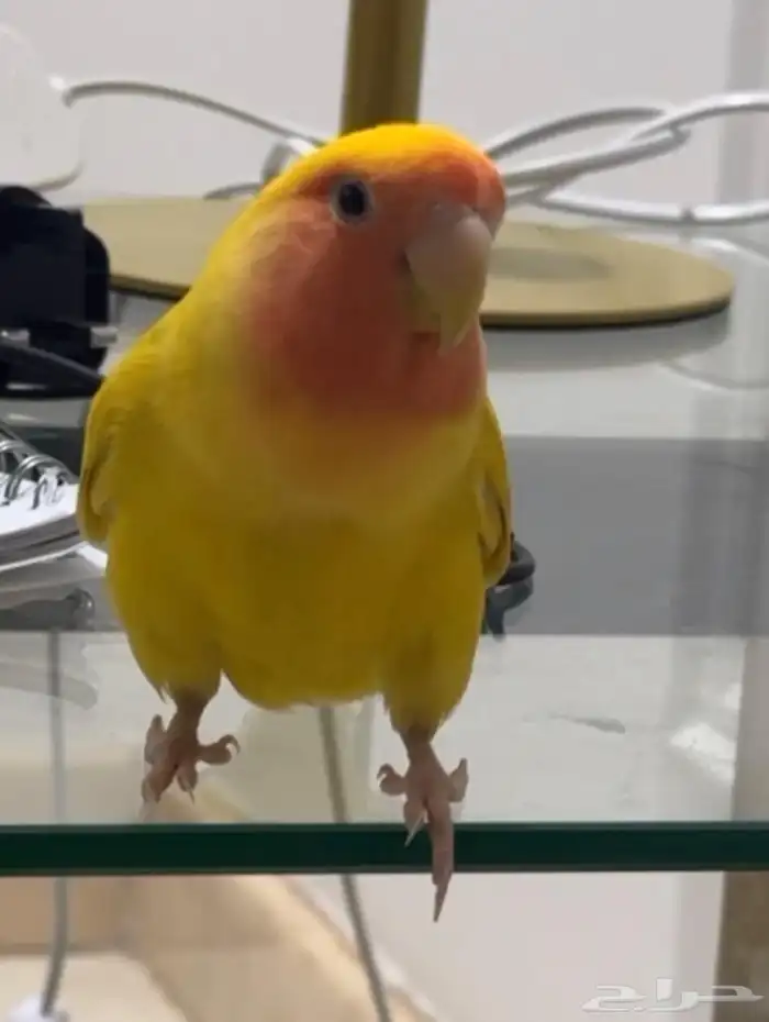 طير روز ضايع 0