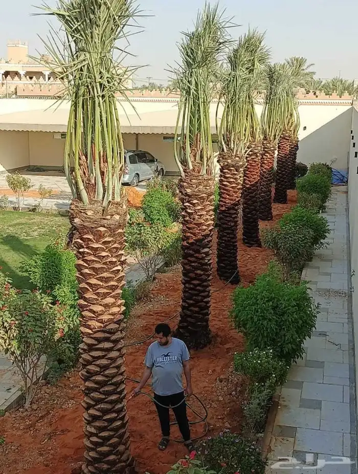 نخل واشنطن وعربي مثمر جميع المقاسات متوفره يوجد توصيل لجميع 3