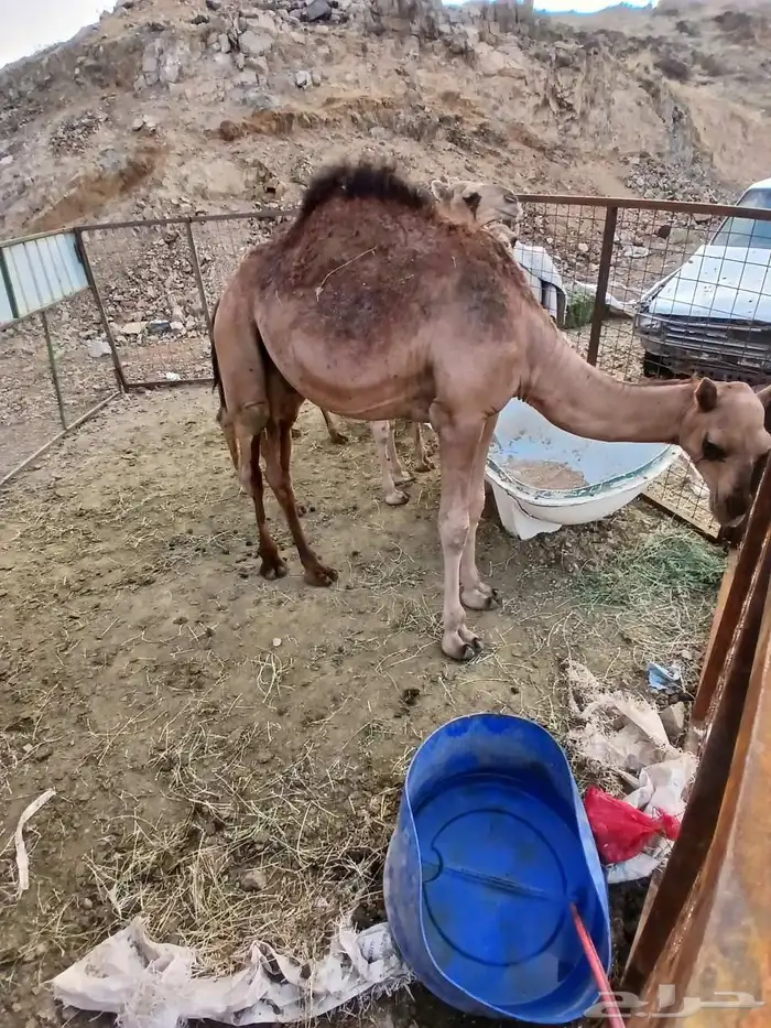 أعرض لكم قعود العمر تقريب ا 11شهر 2