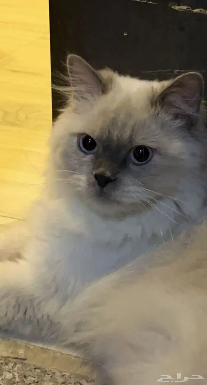 قط هملايا ذكر معقم عمره (5 سنوات ) للتبني 2