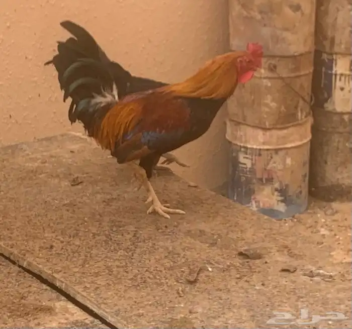 ديك عربي اصيل 1