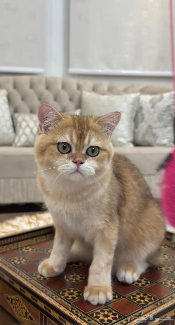 قطة و قطة سكوتش 4