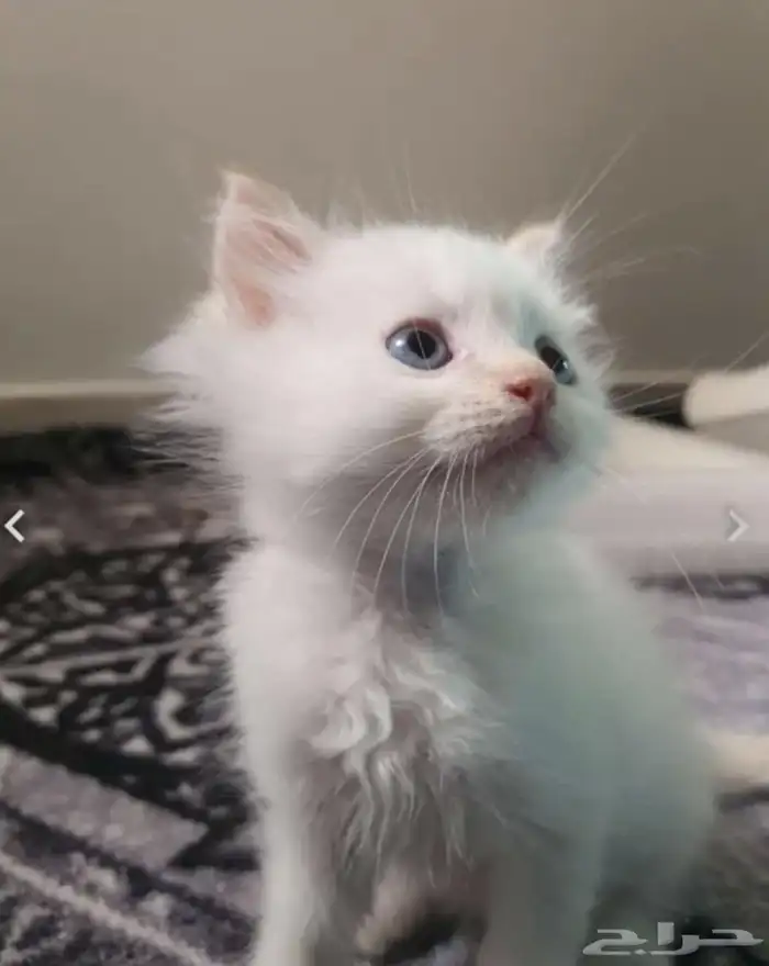 كيتين شيرازي و همالايا 0