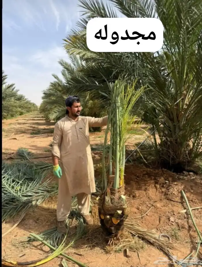 يتوفر لديناء جميع انوع انخيل المثمرة وزينه 6