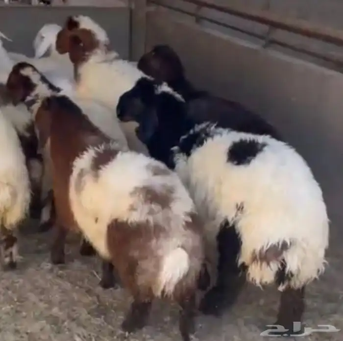 ذبايح للبيع تابي و تمارا حري نعيمي 2