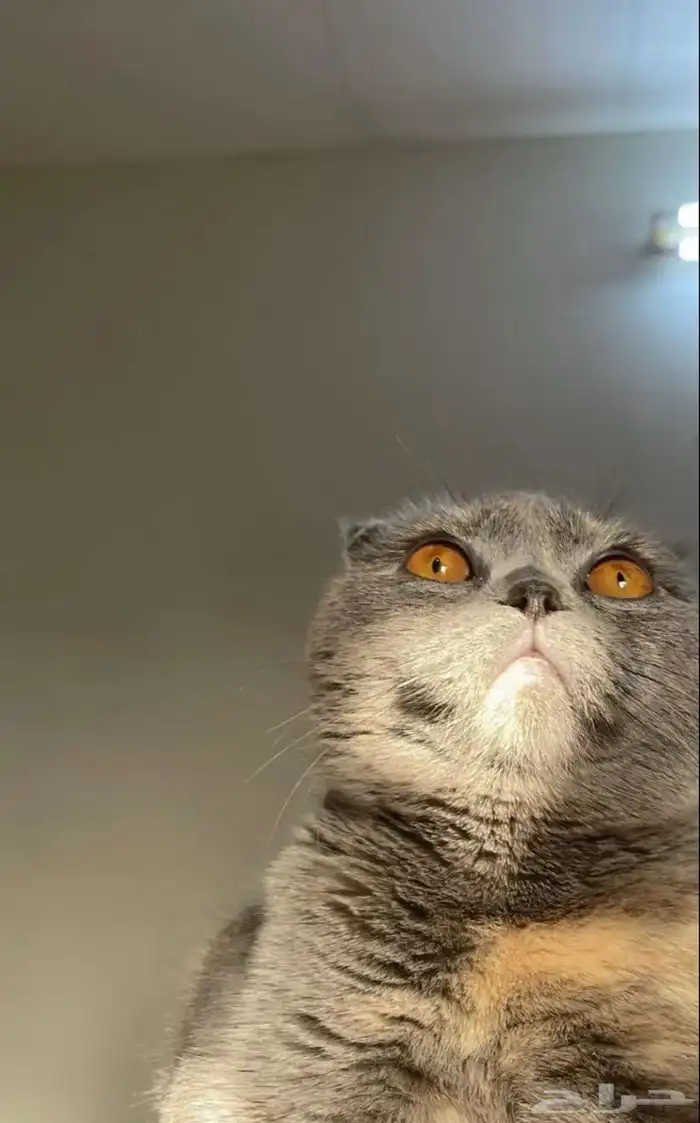 قطه سكوتش فولد للبيع 1