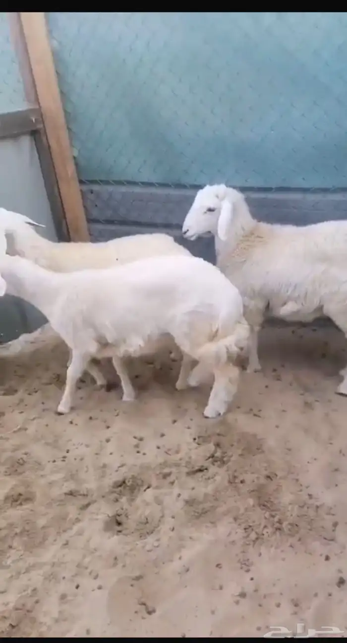 ذبايح حريات 0