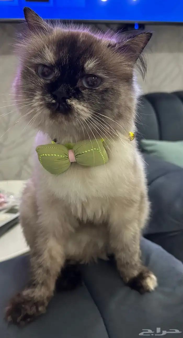 قطة هملايا بيور للبيع 2