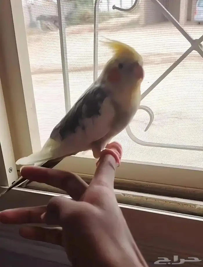 زوج كروان منتج شرط 4