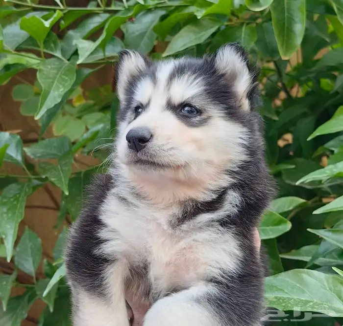 كلاب هاسكي جراوي 16