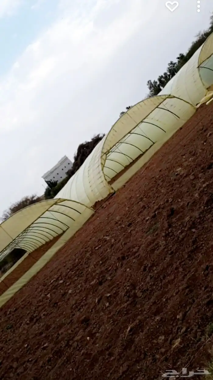 بيوت ممحميه 0