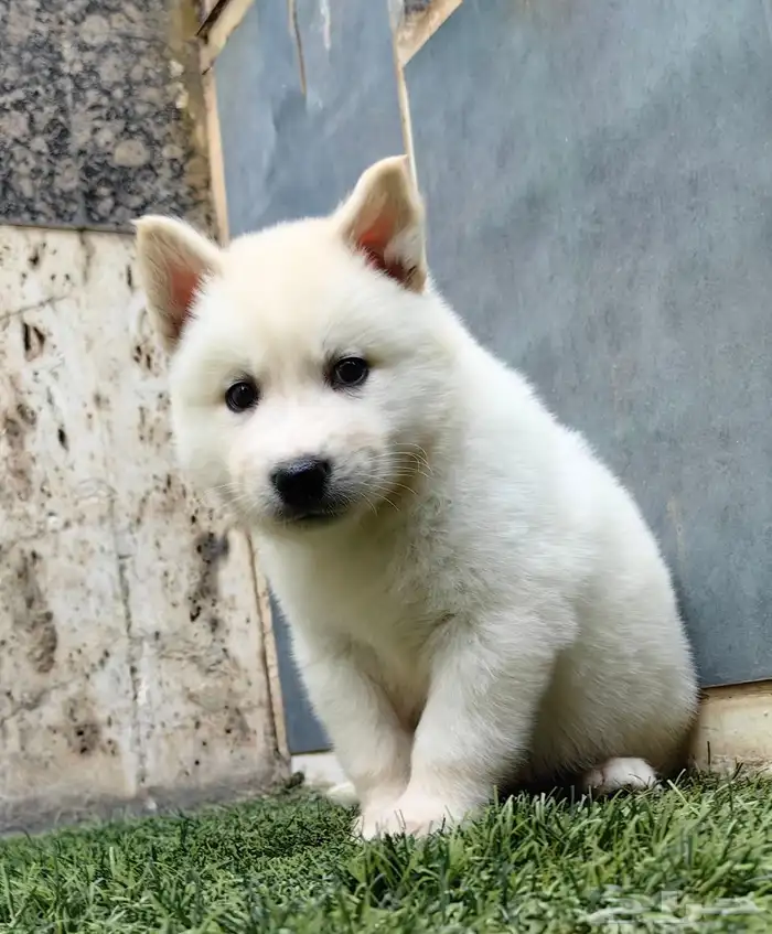 كلاب هاسكي جراوي 6