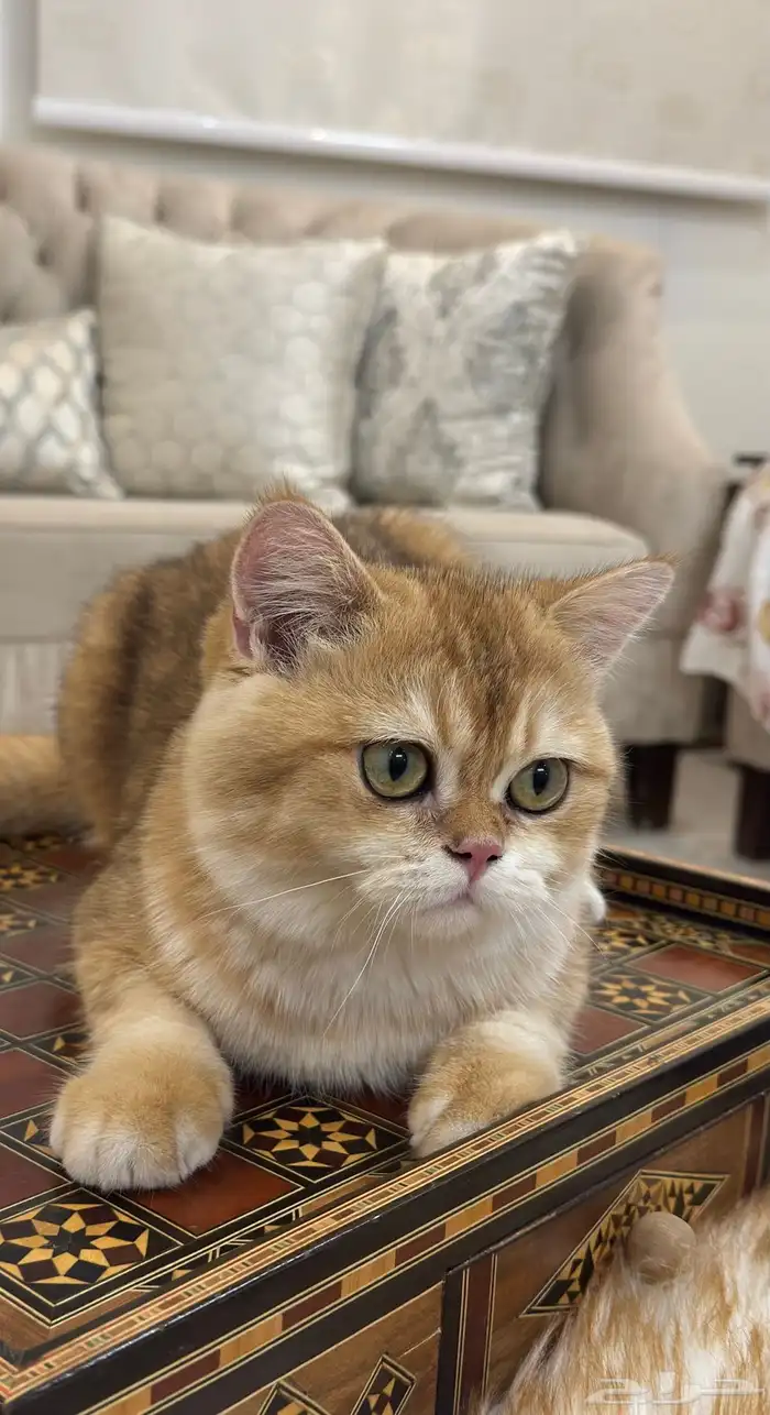 قطة و قطة سكوتش 1