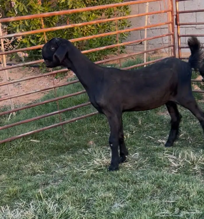 جفرتين شاميات سود توم 1