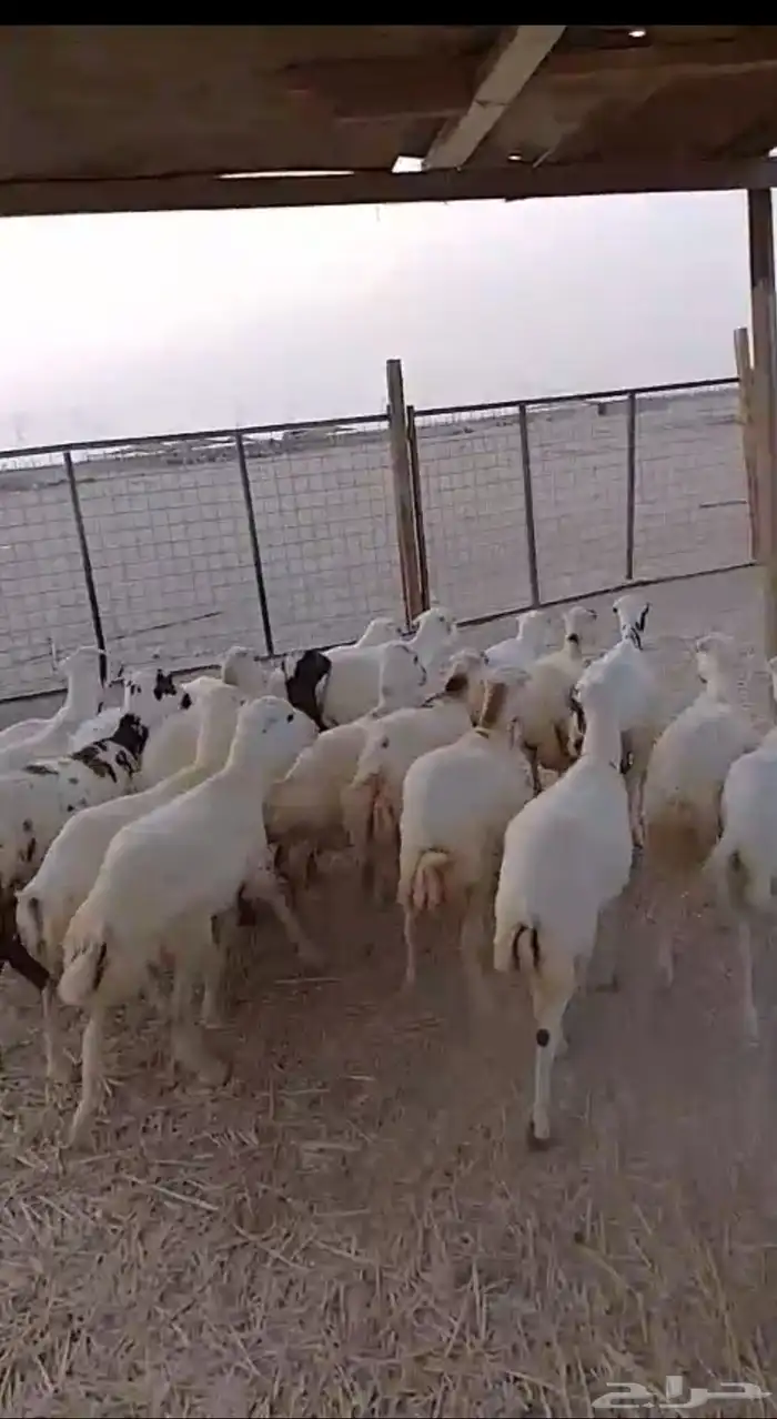 20 رخال جذعات شرط 2