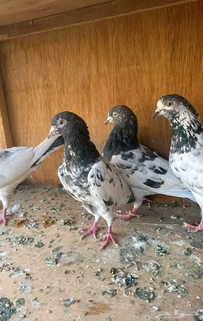 حمام باكستاني 0