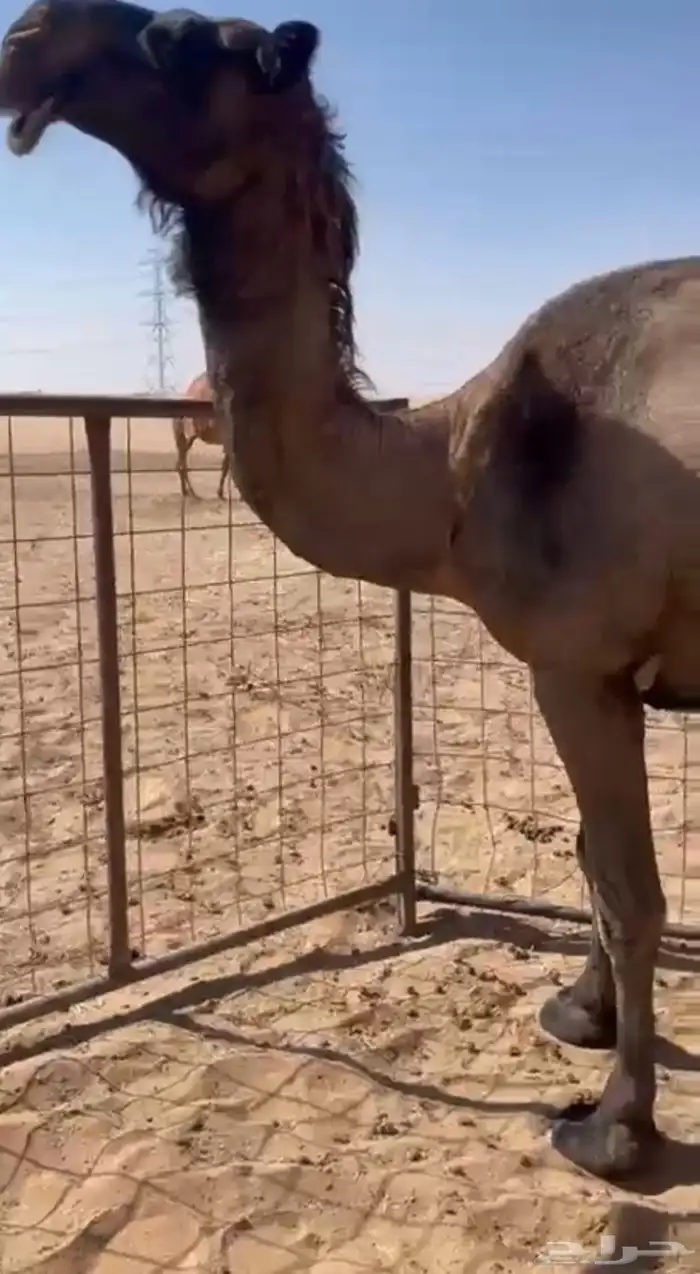 ضريبه صفرا جاهزه للبعير للبيع 3