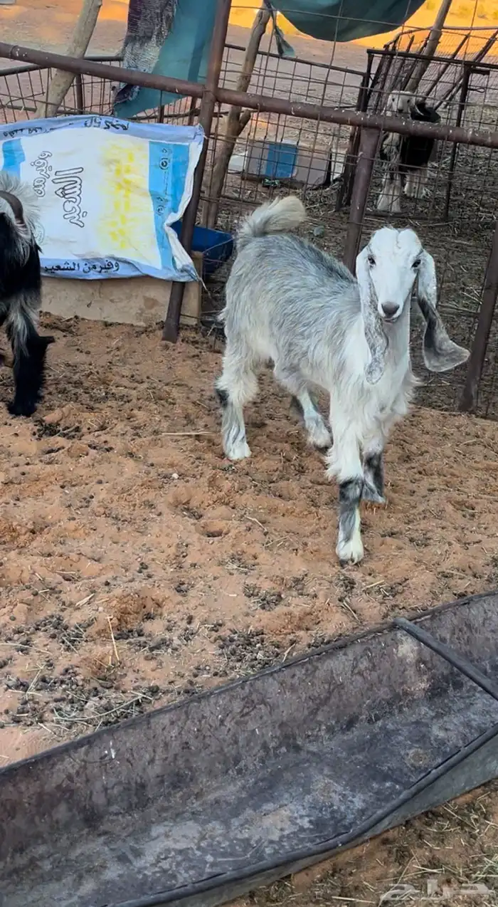 خرفان وتيس وجفره 2