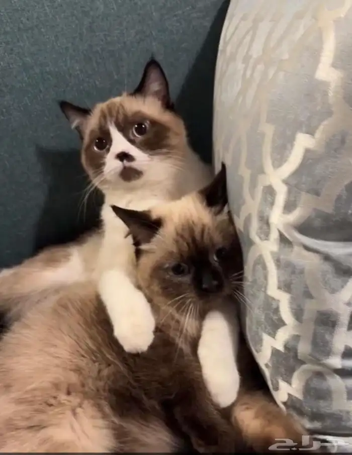 قط ذكر و أنثى للتبني 0