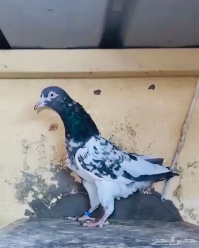 جوز أساس سيت ولا 0