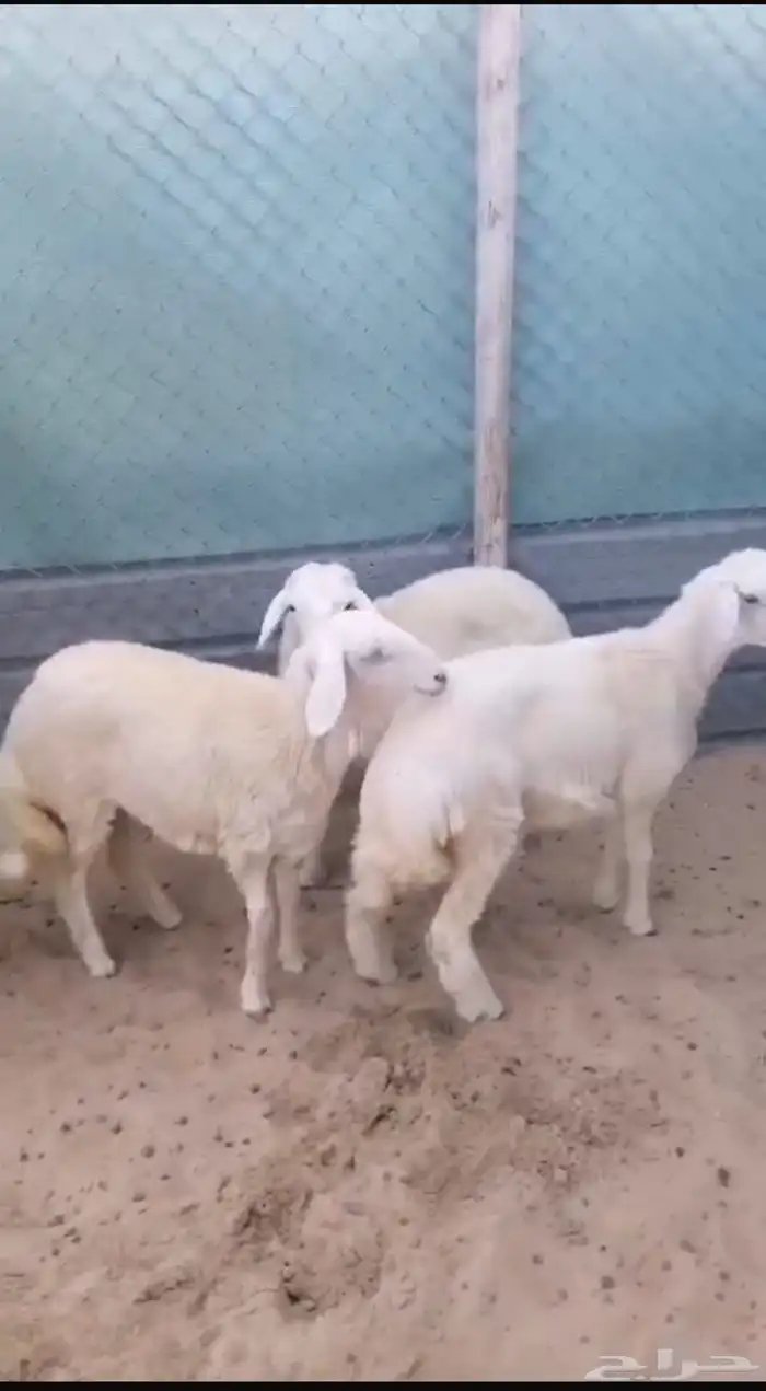 ذبايح حريات 2