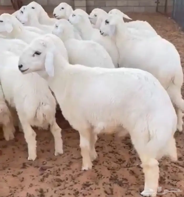 ذبايح للبيع تابي و تمارا حري نعيمي 0