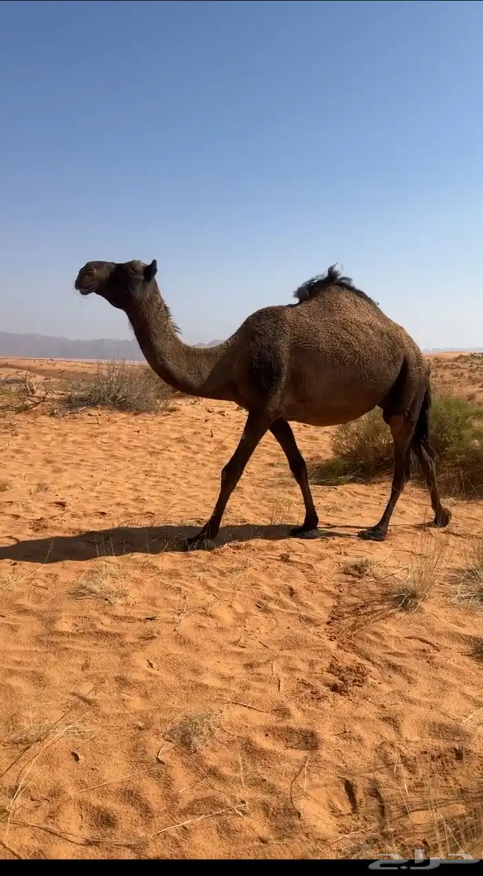 لقحه منيحه 0