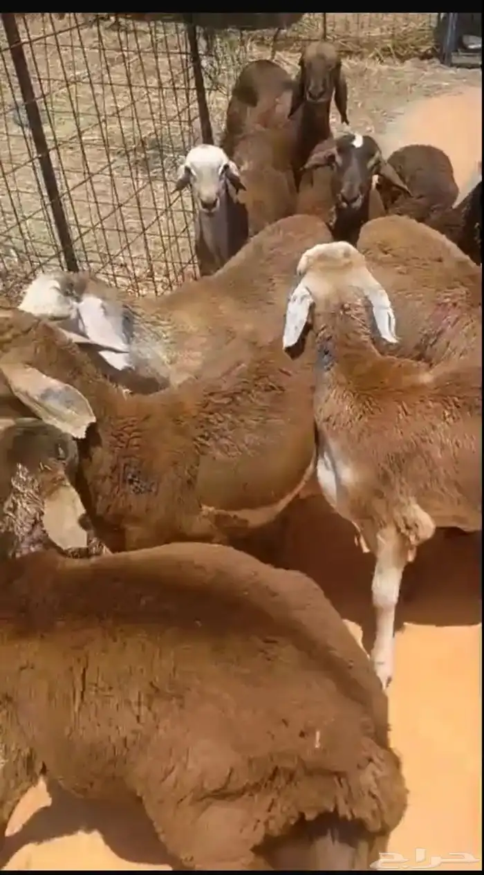 طليان سواكن حمري 0