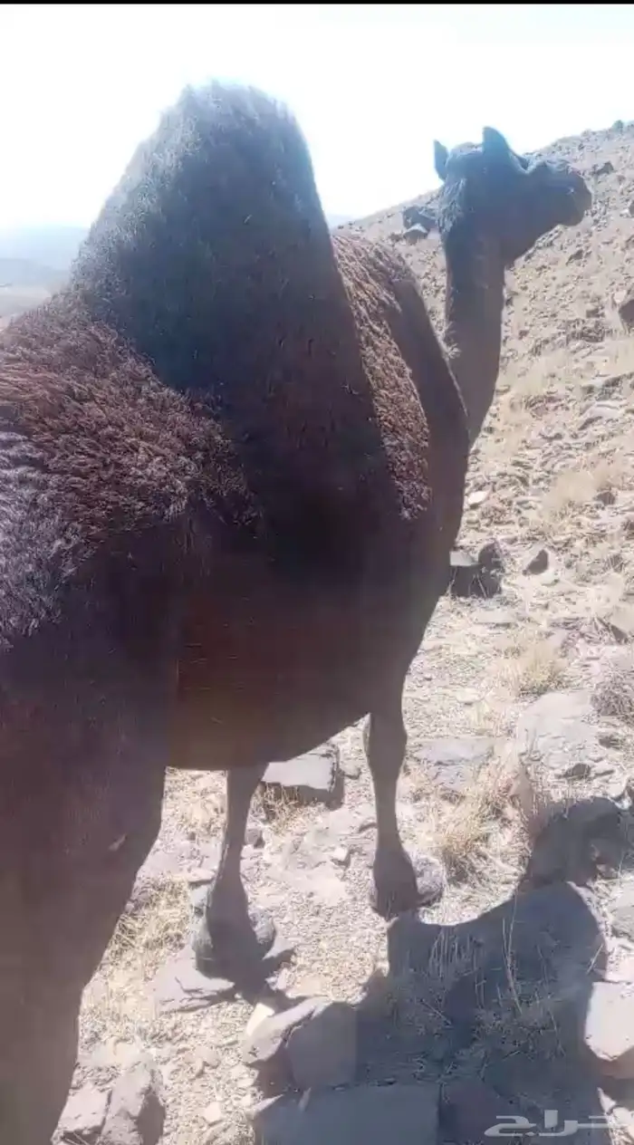 للبيع ماخض بتنتج 0