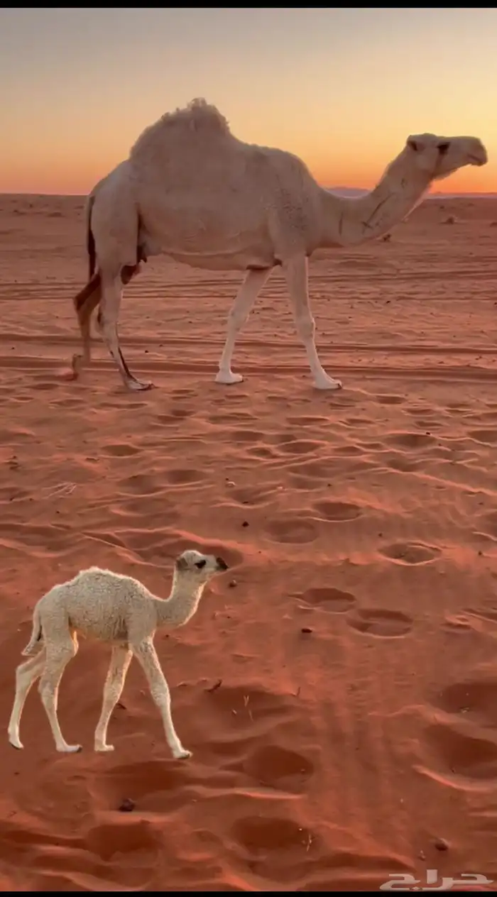 للبيع خلفا سنها أم ثالث حدها بكرة 0