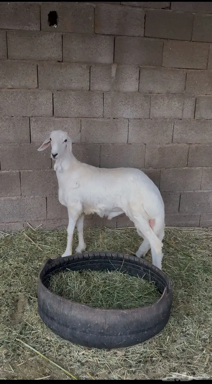 خروف للبيع عمره 5 اشهر 0